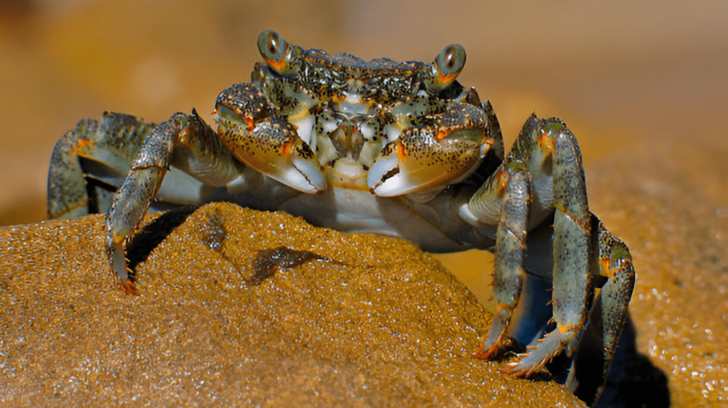 How to Interpret Dreams About Raising Dead Crabs