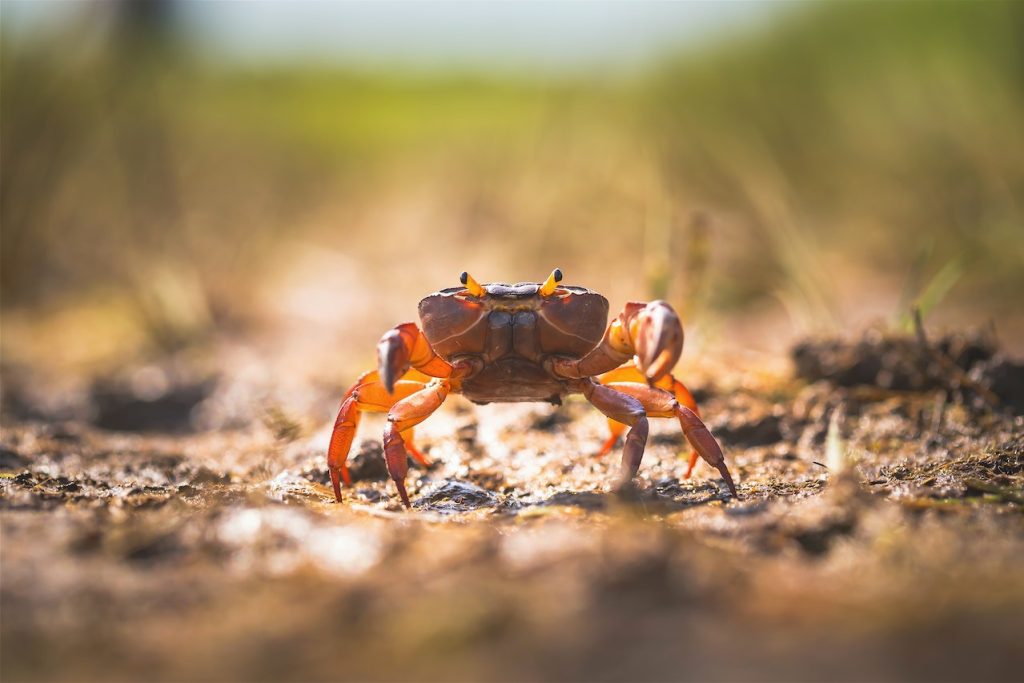 crabs